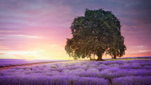 Sandra Lea Bridestow Lavender